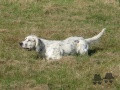 Setter Anglais ANGIE DU DOME ETOILE Setter Anglais ANGIE DU DOME ETOILE